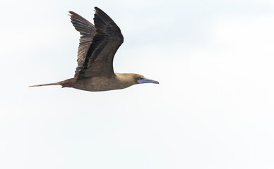 Red-footed booby, Sula sula rubripes