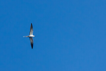 Sooty Tern, Onychoprion fuscatus