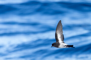New Zealand Storm Petrel, Fregetta maoriana