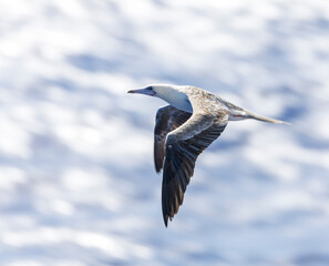 Red-footed booby, Sula sula rubripes