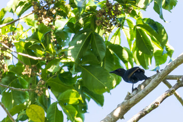 Brown-winged starling, Aplonis grandis