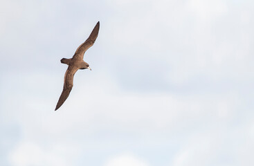 Flesh-footed shearwater, Ardenna carneipes
