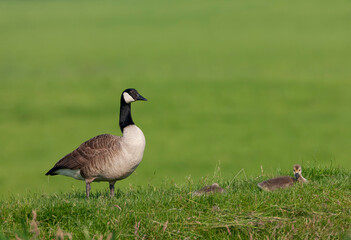 Greater Canada Goose, Branta canadensis canadensis