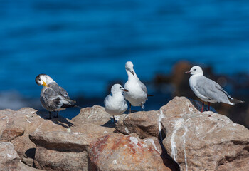 Greater Crested Tern, Thalasseus bergii bergii