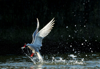 Common Tern, Sterna hirundo