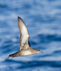 Balearic shearwater, Puffinus mauretanicus