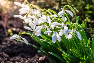 A close-up captures the delicate beauty of snowdrop flowers blooming in early spring sunshine.