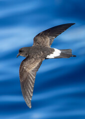 New Zealand Storm Petrel, Fregetta maoriana