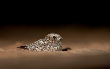 Nubian Nightjar, Caprimulgus nubicus tamaricis