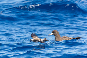 Latham's Storm Petrel, Pelagodroma (marina) maoriana