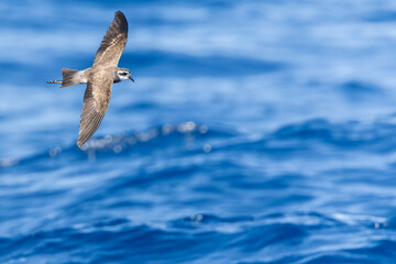 Latham's Storm Petrel, Pelagodroma (marina) maoriana