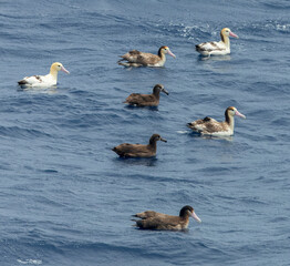 Short-tailed Albatross, Phoebastria albatrus