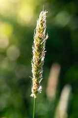 A single foxtail grass seed head glows with intricate details against a soft, blurred green background.