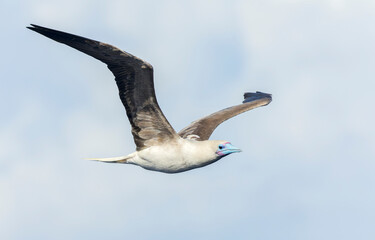 Red-footed booby, Sula sula rubripes