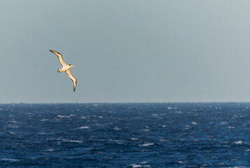 Short-tailed Albatross, Phoebastria albatrus