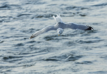 Vega Gull, Larus vegae