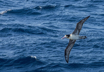 Short-tailed Albatross, Phoebastria albatrus