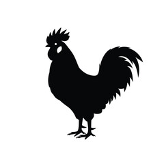 rooster isolated on white background