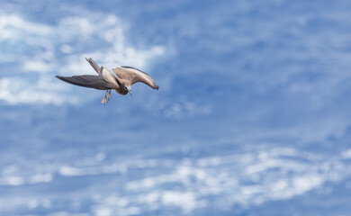 Brown Noddy, Anous stolidus