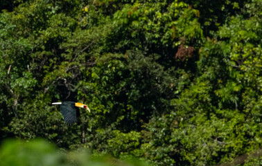 Tropical forest canopy on Honiara island, Solomon Islands