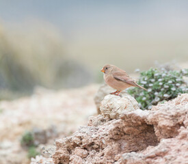 Trumpeter Finch, Bucanetes githagineus