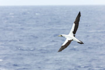 Masked Booby, Sula dactylatra