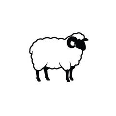 black and white sheep