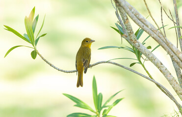 Summer Tanager, Piranga rubra