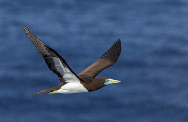 Indo-Pacific Brown Booby, Sula leucogaster plotus
