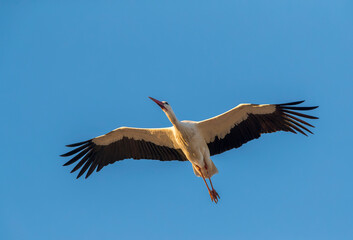 White Stork