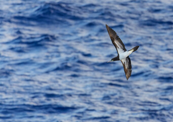 Indo-Pacific Brown Booby, Sula leucogaster plotus