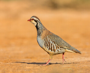 Red-legged Partridge, Alectoris rufa
