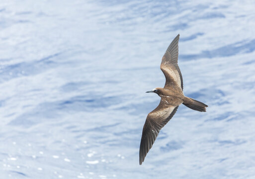 Brown Noddy, Anous stolidus