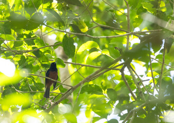 Chestnut-bellied Monarch, Monarcha castaneiventris
