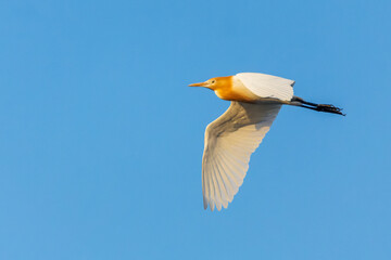 Eastern Cattle Egret, Bubulcus coromandus