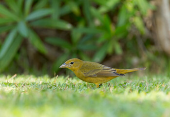 Summer Tanager, Piranga rubra