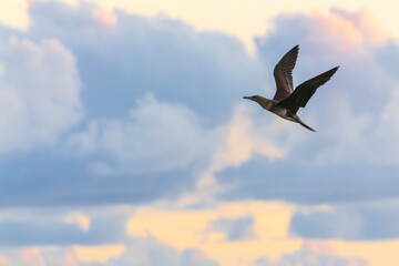 Red-footed booby, Sula sula rubripes