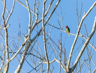 Claret-breasted Fruit-Dove, Ptilinopus viridis