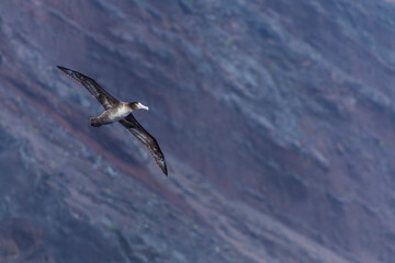 Short-tailed Albatross, Phoebastria albatrus