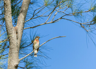 Rose-breasted Grosbeak, Pheucticus ludovicianus