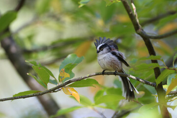 Long-tailed Tit, Aegithalos caudatus