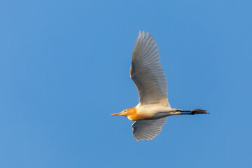 Eastern Cattle Egret, Bubulcus coromandus