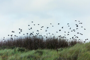 Common Starling, Sturnus vulgaris