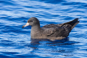 Flesh-footed Shearwater, Ardenna carneipes
