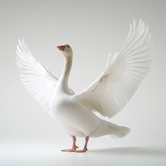 Obraz premium A goose stretching its wings, soft white feathers, dramatic lighting, full-body shot, pure white background. 