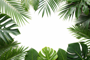 Tropical green leaf frame isolated on transparent background.