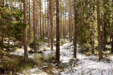 Skog