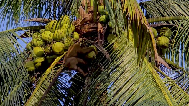 monkeys expertly navigate the tall coconut trees, showcasing their incredible climbing skills against the backdrop of Thailands stunning natural scenery. monkey working at a coconut plantation