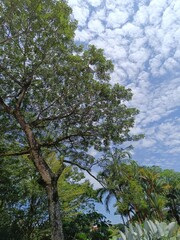 Picture of trees and sky from below view.