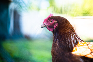 Gallus Domesticus in Private Free-Range Farming - Profile Portrait with Selective Focus, horizontal format